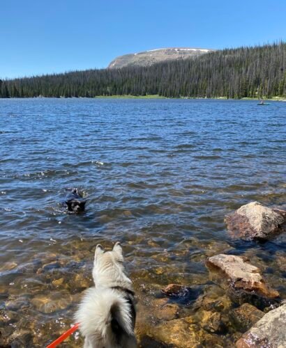 Husky and black lab mix in a lake in the Uinta Mountains