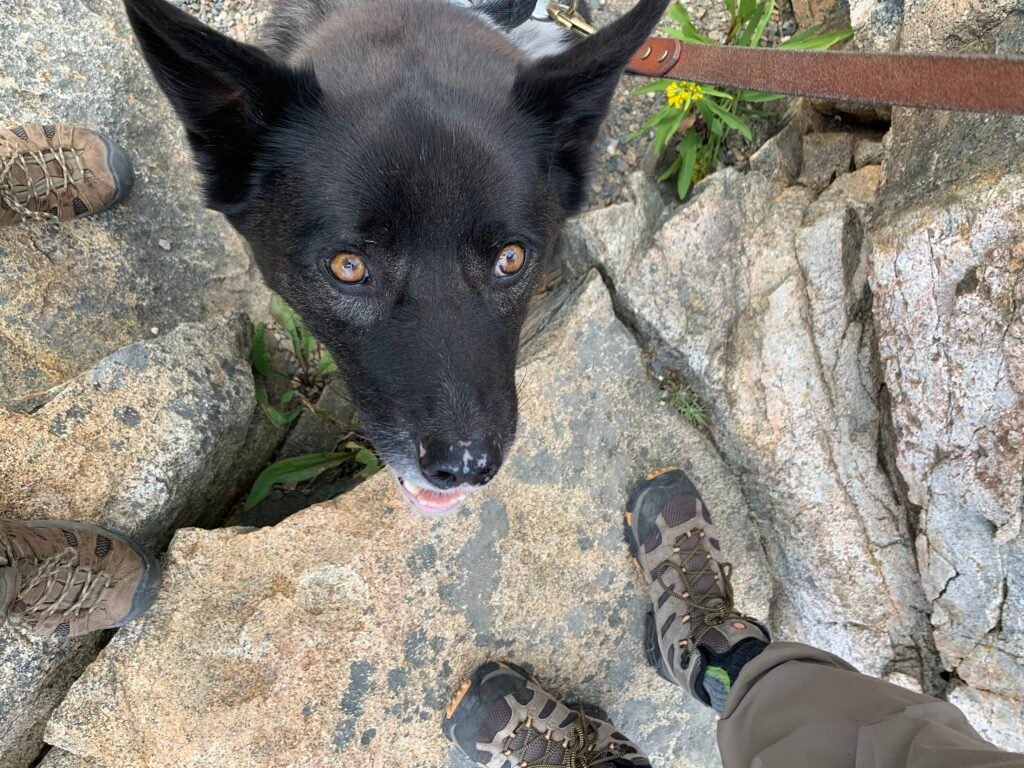 A black lab mix dog with brown eyes takes a break from hiking in Acadia National Park