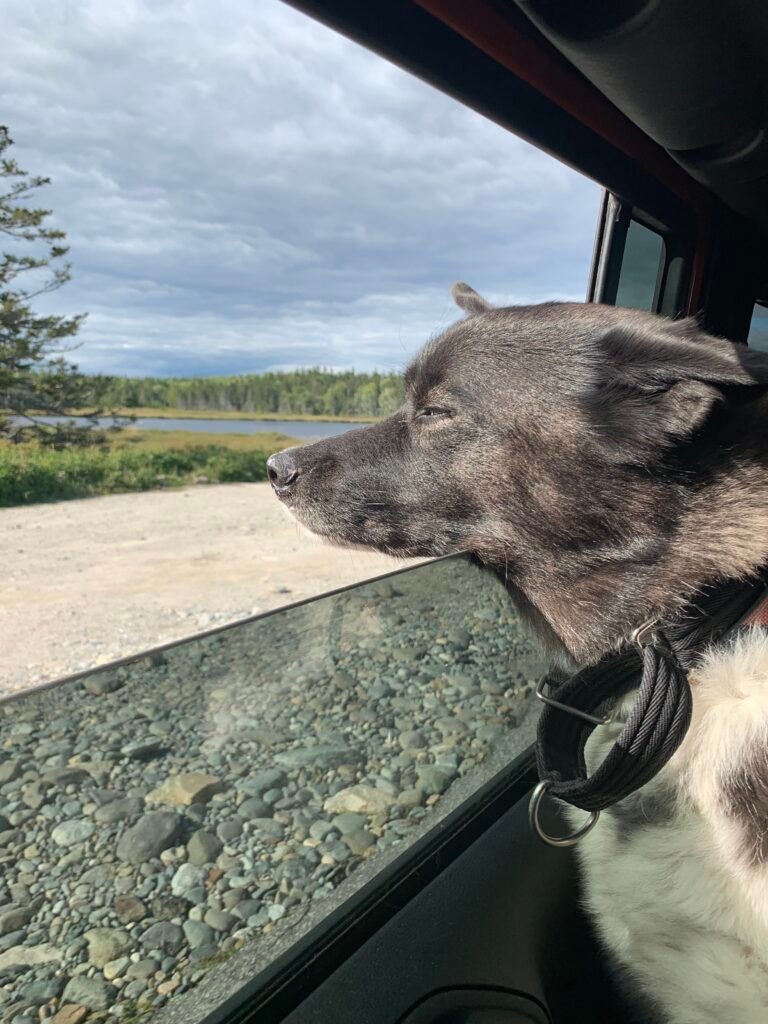 A black dog enjoys sticking her snout out the window while driving through Acadia National Park