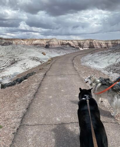 Black lab mix and husky walk along a trail in Petrified Forest National Park on a partly cloudy day