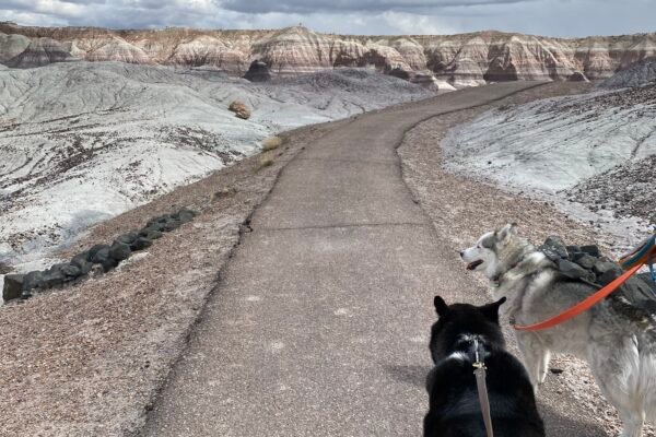 Black lab mix and husky walk along a trail in Petrified Forest National Park on a partly cloudy day