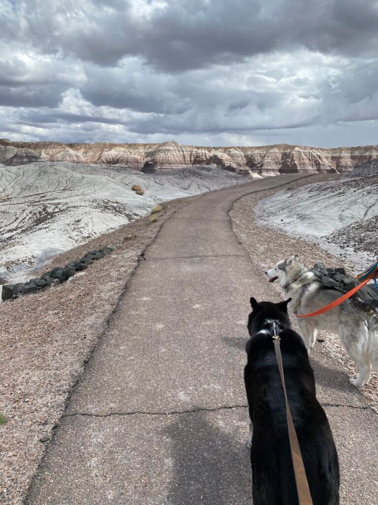 Black lab mix and husky walk along a trail in Petrified Forest National Park on a partly cloudy day