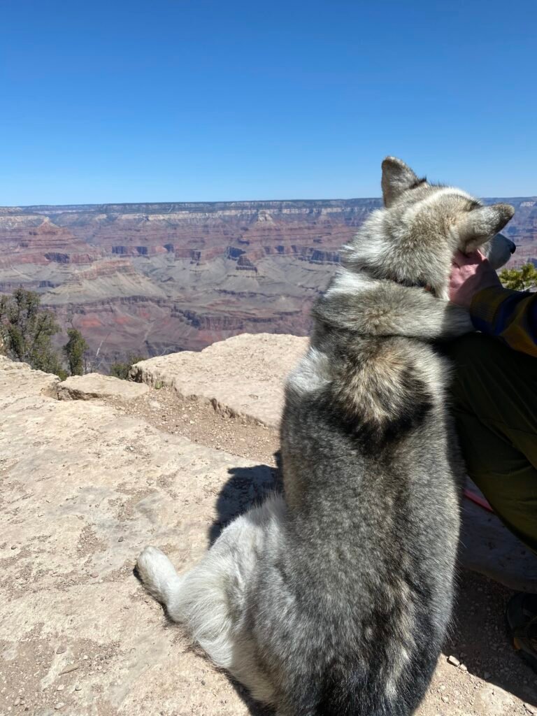 A husky and man overlook the Grand Canyon from the South Rim Trail