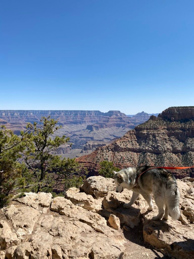 A husky goes for a hike in Grand Canyon National Park