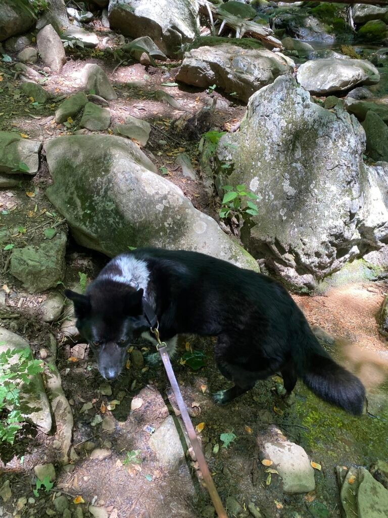 A black lab mix enjoys hiking in Shenandoah National Park