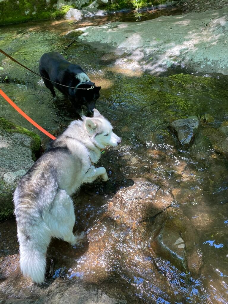 A black lab mix dog and husky wade through a stream in Shenandoah National Park