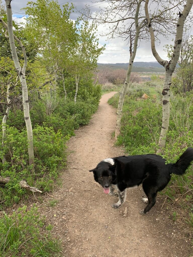 A black and white dog wanders off-leash near aspen trees in Run-a-Muk Dog Park