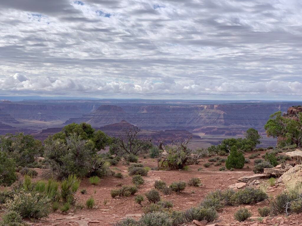 Desert foliage and red sand feature in the foreground with striated canyons in the background at Dead Horse Point State Park