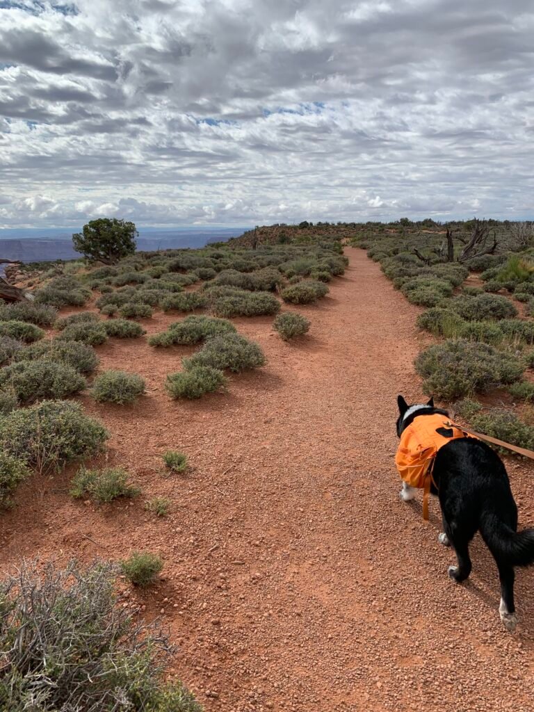 A black dog with white markings wearing an orange hiking pack is walking, leashed, on a trail in Dead Horse Point State Park