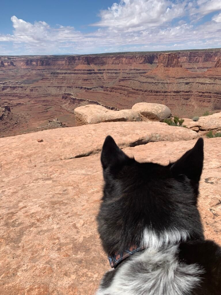 A black dog with white markings and a collar overlooks the canyon views at Dead Horse Point State Park