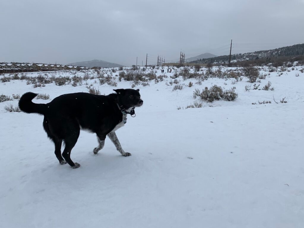 A black and white dog plays in the snow at Run-a-Muk Dog Park