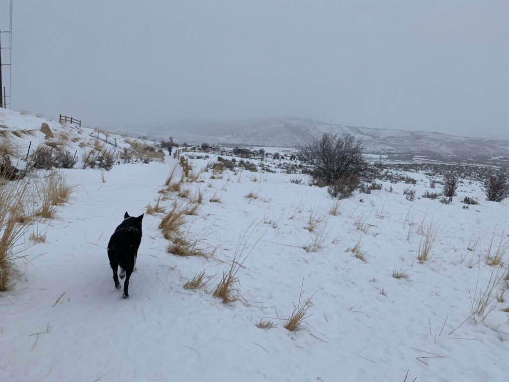 A black and white dog walks along the trail in the snow at Run-a-Muk Dog Park