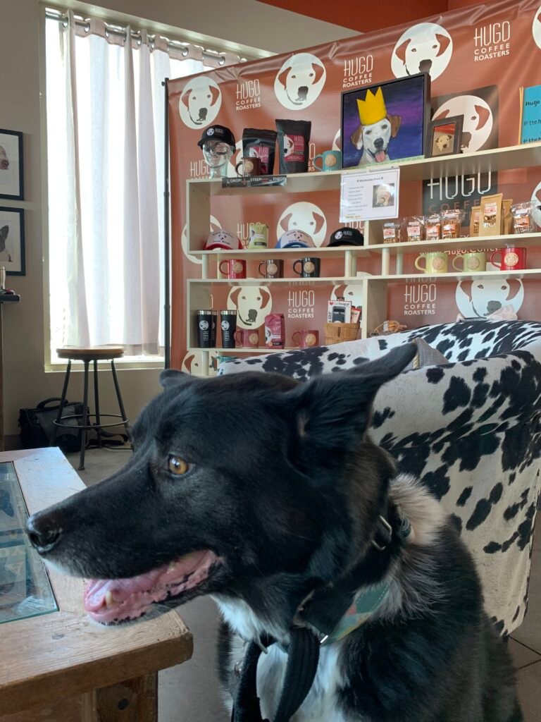 A black and white dog looks uncertain indoors at a coffee shop in Park City, Utah