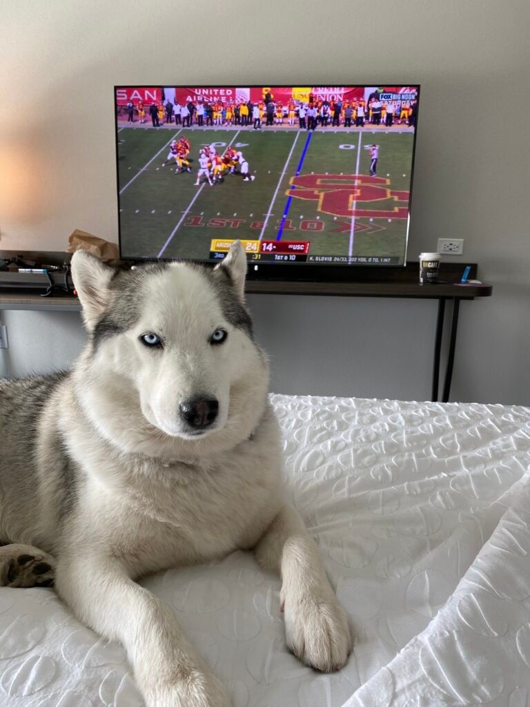 A gray and white husky with blue eyes is laying down on a hotel bed while college football plays in the background