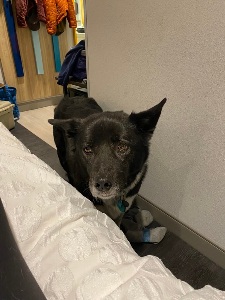A black and white mixed breed dog stands next to a hotel bed