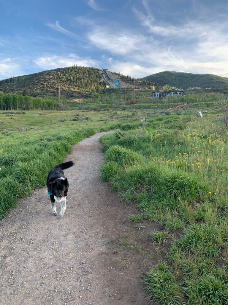A black and white dog walks off-leash in Run-a-Muk Dog Park in Park City, Utah in the summer