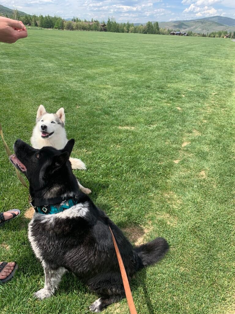 A gray and white husky and a black and white mixed breed dog train in a field in Park City, Utah