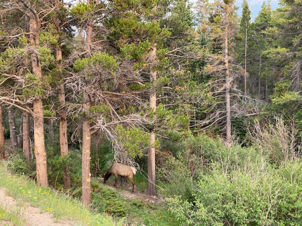 A moose grazes in Rocky Mountain National Park, credit Big Woof Travel