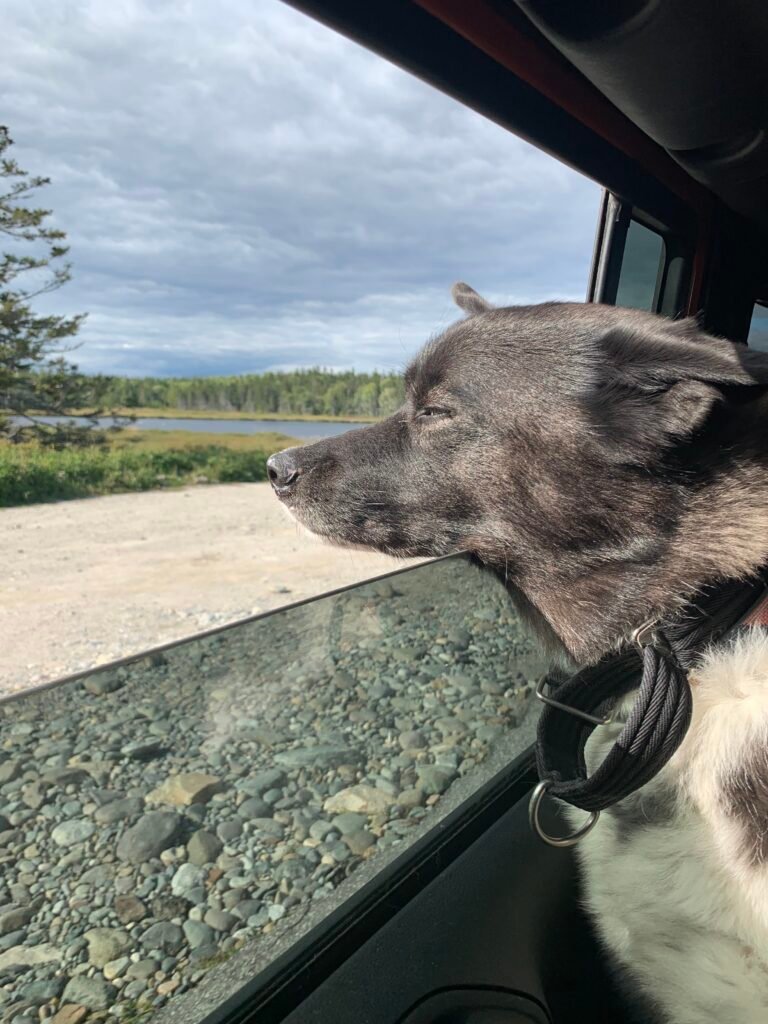 A black and white dog enjoys having her head out the window in Acadia National Park