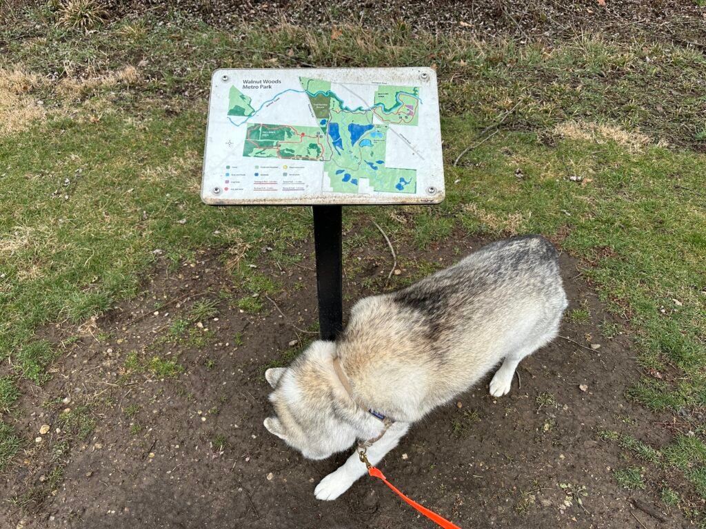A husky sniffs near the posted trail map in Walnut Woods Metro Park
