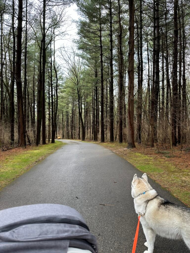 A husky and stroller in the foreground of tall pine trees in Walnut Woods Metro Park