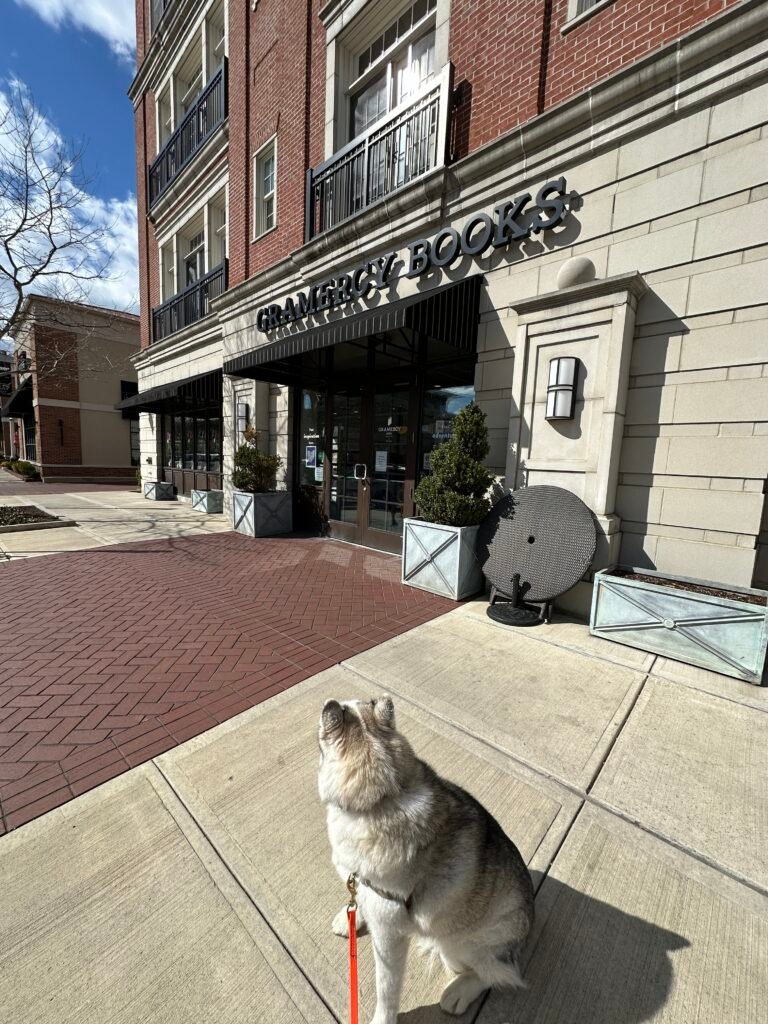 A gray and white husky looks down the street in front of Gramercy Books in Bexley, Ohio