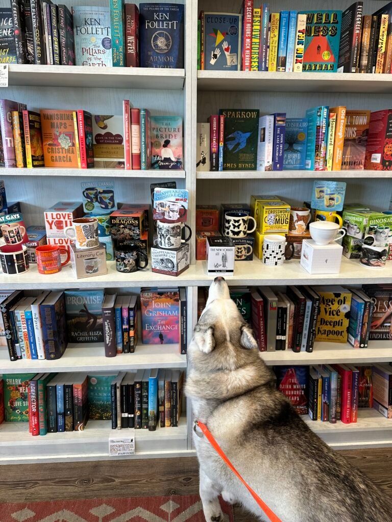 A gray and white husky checks out the gifts in Gramercy Books' fiction section.