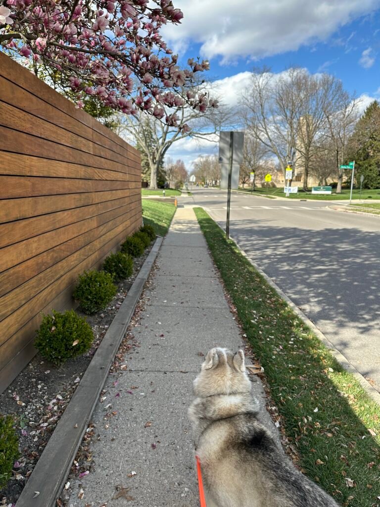 A white and gray husky walks on a sidewalk in Bexley, Ohio on a partly sunny spring day.